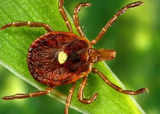 What is rabbit fever? Cases of rare tick-borne illness reported on Long Island