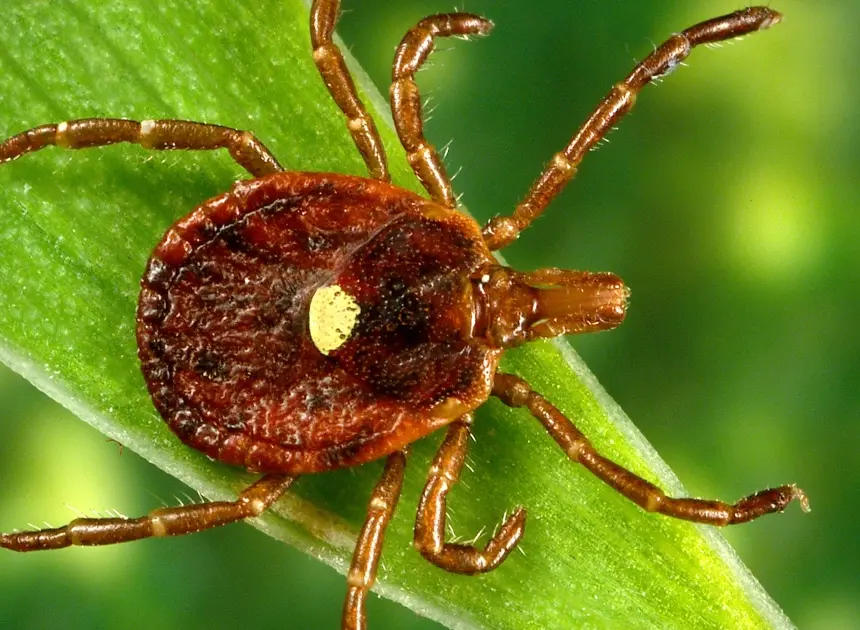 What is rabbit fever? Cases of rare tick-borne illness reported on Long Island