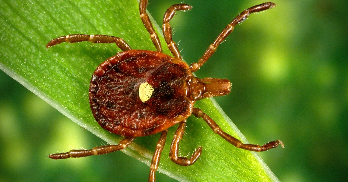 What is rabbit fever? Cases of rare tick-borne illness reported on Long Island