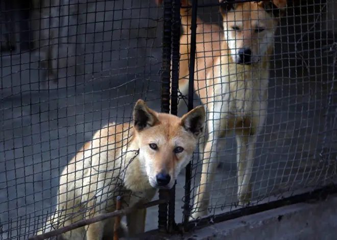 North Koreans urged to beat heat with dog-meat soup