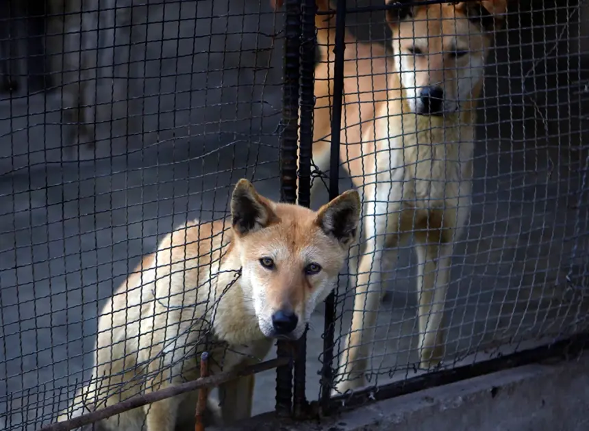 North Koreans urged to beat heat with dog-meat soup