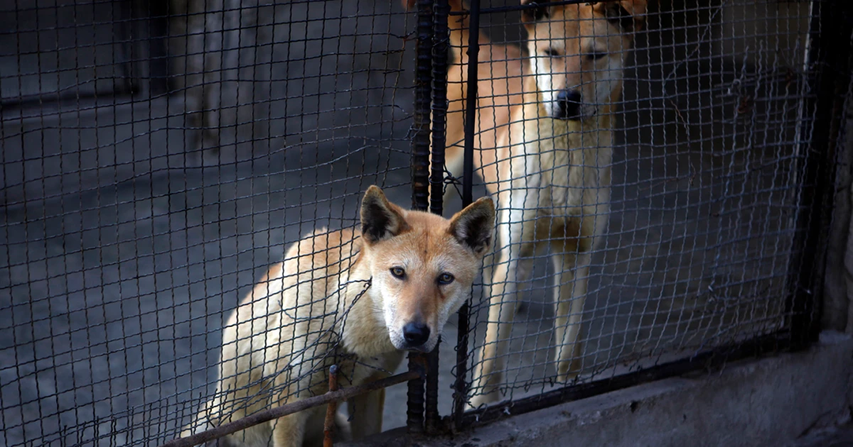 North Koreans urged to beat heat with dog-meat soup