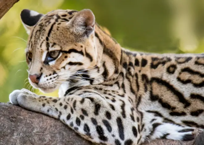 An endangered wild cat faces a new threat: SpaceX’s expansion in Texas