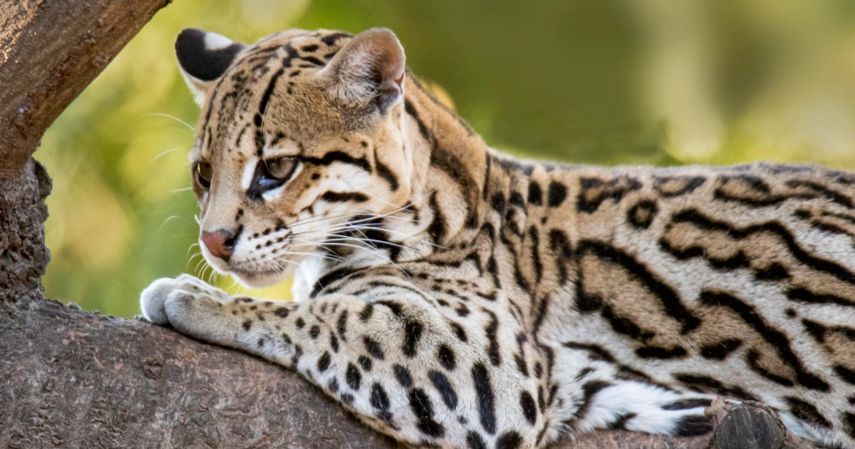 An endangered wild cat faces a new threat: SpaceX’s expansion in Texas