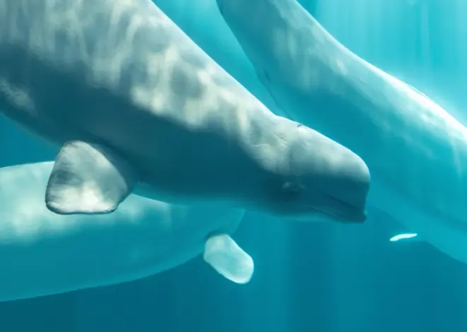 Another beluga whale dies at Chicago aquarium after rescue from Canada park