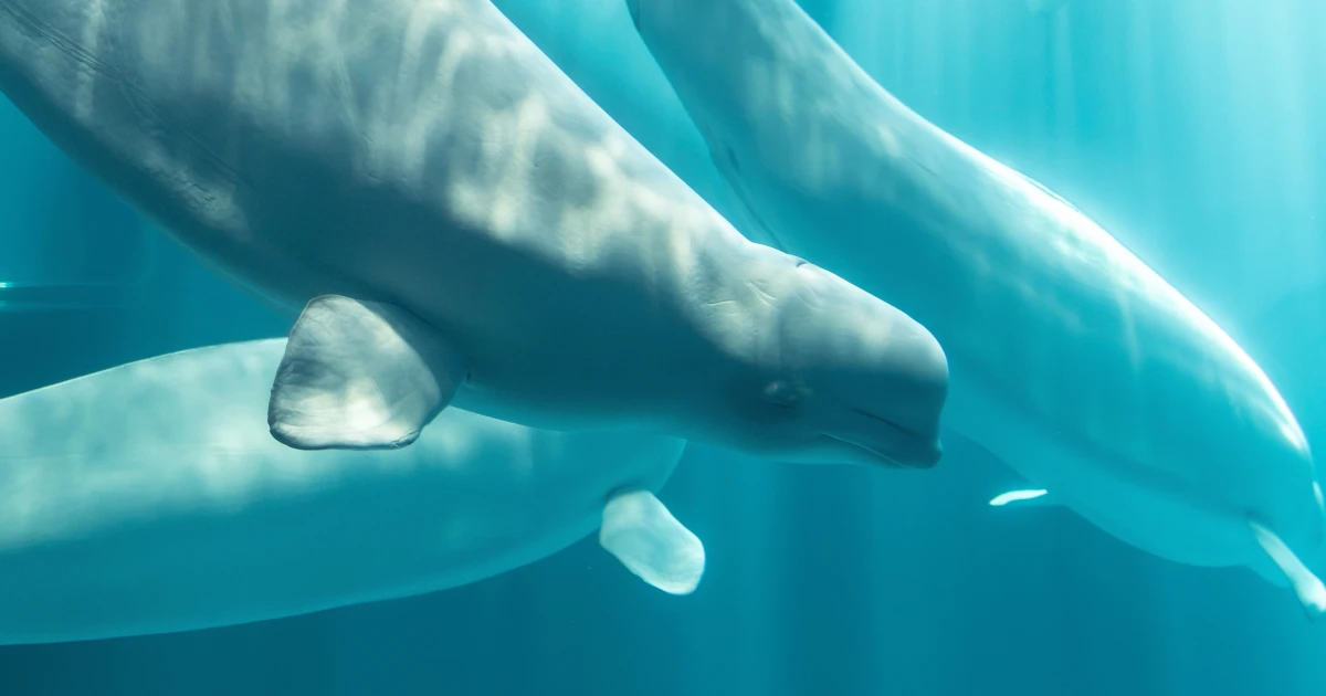 Another beluga whale dies at Chicago aquarium after rescue from Canada park