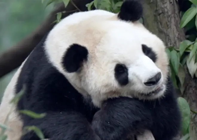 Two giant pandas on their way to Zoo Atlanta from China after Trump-Xi-Trump summit