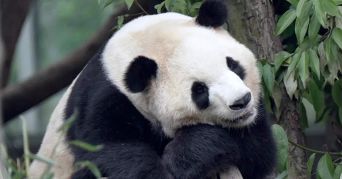 Two giant pandas on their way to Zoo Atlanta from China after Trump-Xi-Trump summit