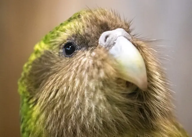 Record baby boom brings world’s heaviest parrot back from the brink
