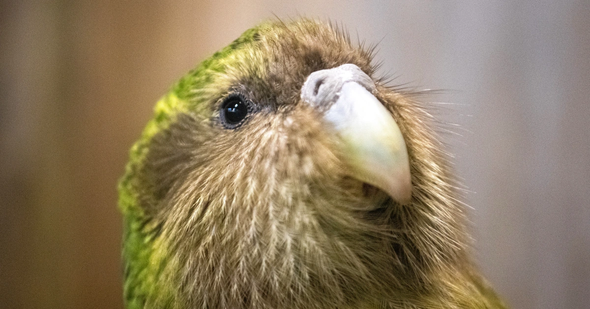 Record baby boom brings world’s heaviest parrot back from the brink