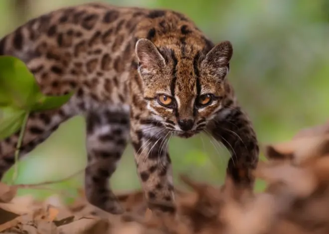 New wild cat species is identified for first time in 100 years, researchers say