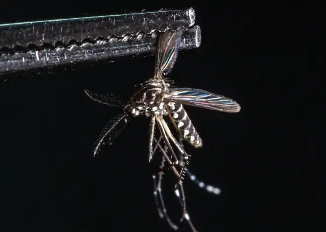 Dengue fever surge in Florida shows the virus’ growing threat in the U.S.