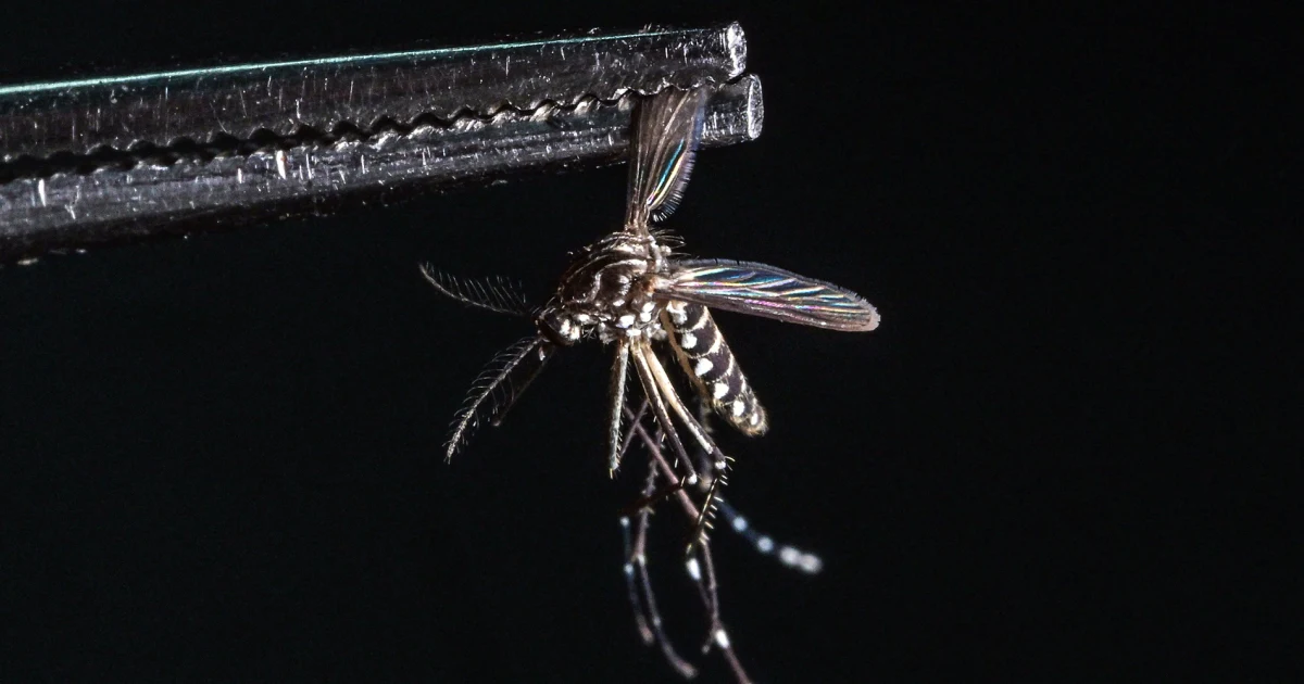 Dengue fever surge in Florida shows the virus’ growing threat in the U.S.