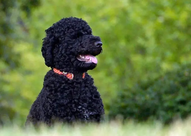 The Obamas’ family dog Sunny dies, the former president says
