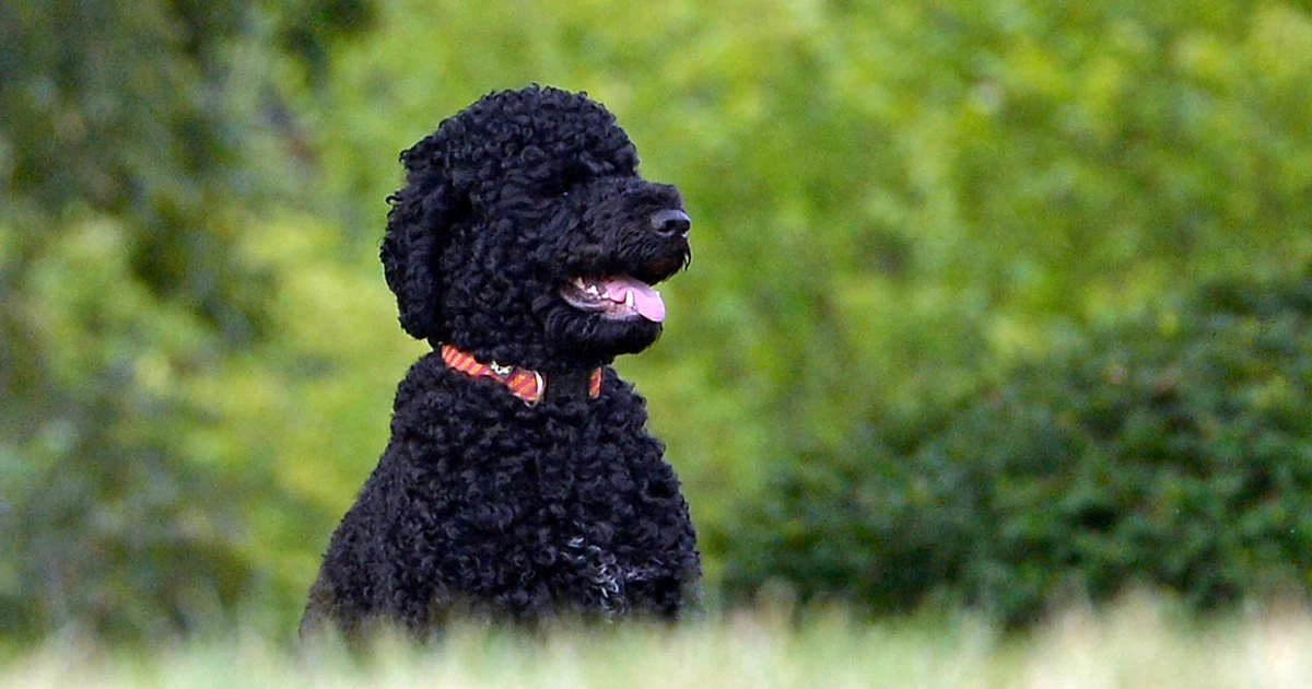 The Obamas’ family dog Sunny dies, the former president says