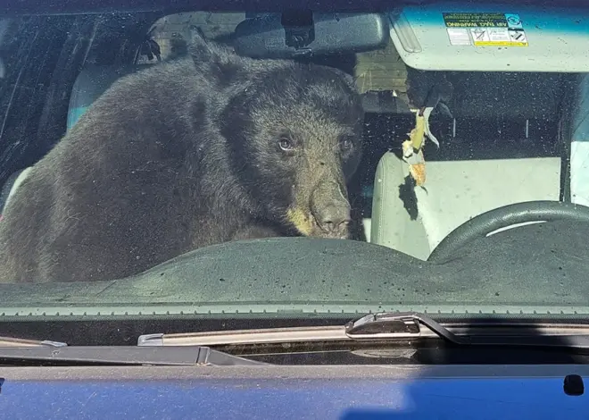 Parched summer in the Rockies sends hungry bears into urban areas