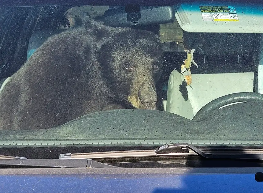 Parched summer in the Rockies sends hungry bears into urban areas