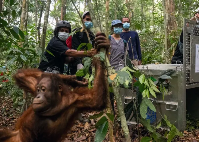 Indonesia relocates 8 orangutans into protected forest after rescue from wildfires